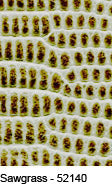 Everglades Sawgrass 52140 Premium Leather: close-up of textured, olive-green leather.